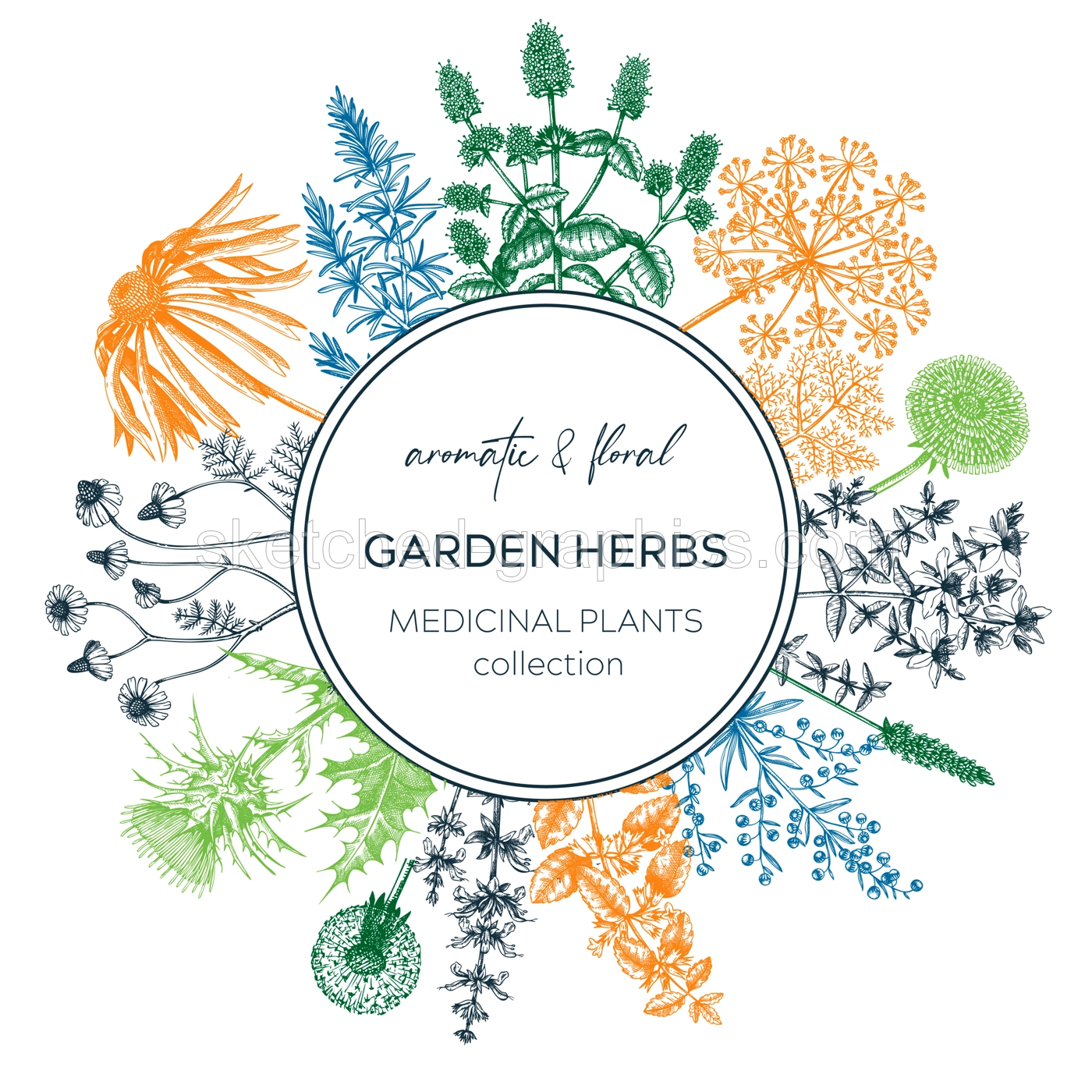 Vintage herb card or invitation. Aromatic plants botanical design. Herbal tea ingredients. Hand drawn medicinal herbs for cosmetics, perfumery, herbal medicine. Floral wreath Illustration